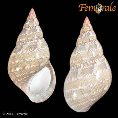 Image of pheasant shells