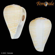 صورة Conus fuscolineatus G. B. Sowerby Iii 1905