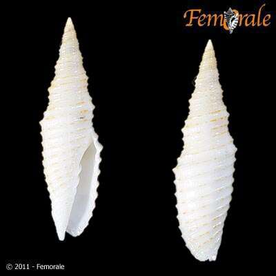 Image of <i>Subcancilla phorminx</i> (Berry 1969)