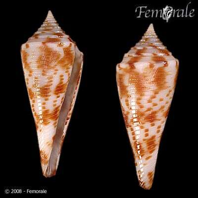 Image of Conasprella Thiele 1929