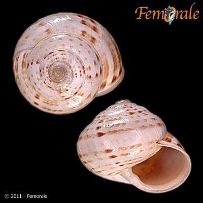 Imagem de Helminthoglyptidae