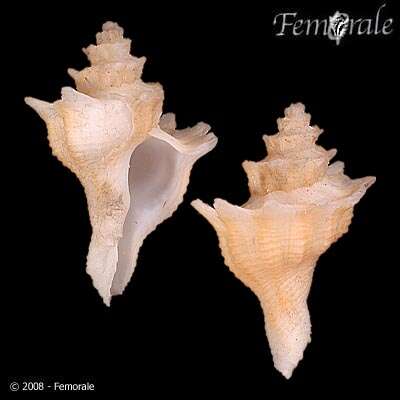 Image of Babelomurex Coen 1922