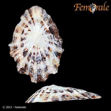 Image of Patella flexuosa cretacea Reeve 1854
