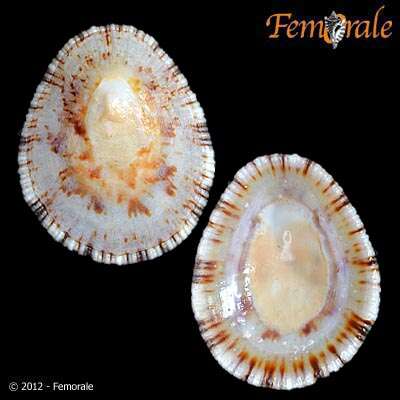 Image of variable limpet