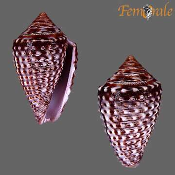 Image of Conasprella Thiele 1929