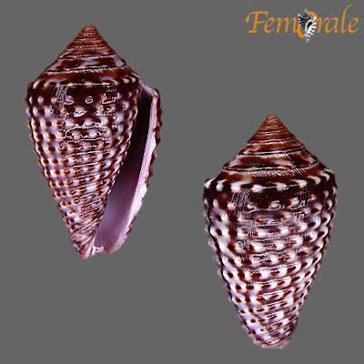 Image of Conasprella Thiele 1929