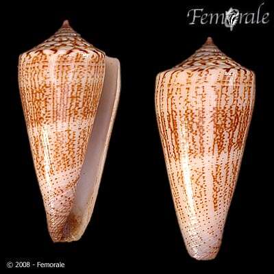 Image of <i>Conus furvus albicans</i> Sowerby 1857