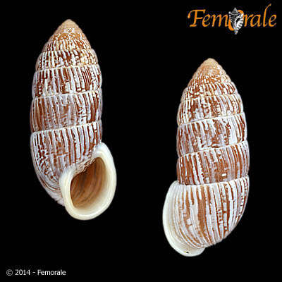 Image of Cerionidae