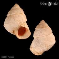 Image of <i>Bostryx reentsi</i> (Philippi 1851)