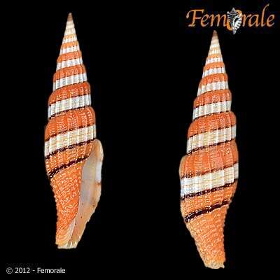 Image of Turbinelloidea Rafinesque 1815