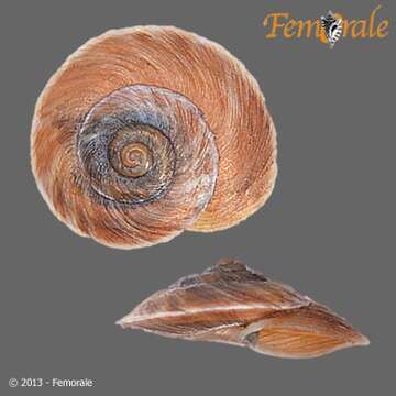 Image of bush snails