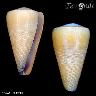 Image of cone snails