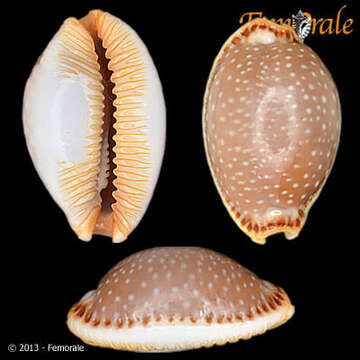 Image of half-extending cowry