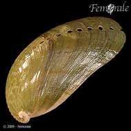 Image of Haliotoidea Rafinesque 1815