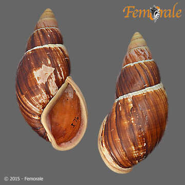 Image of Flax snail