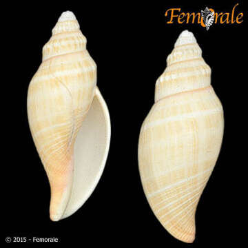 Image of Scaphella Swainson 1832