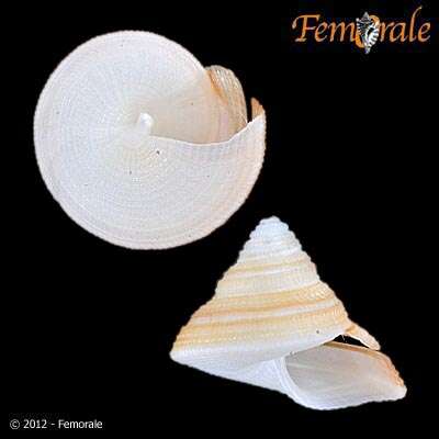 Image of slit shells
