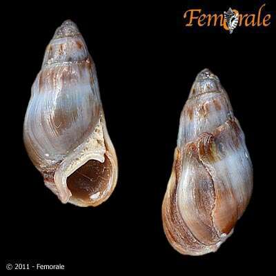 صورة Melanopsidae