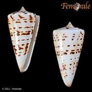 Image of cone snails