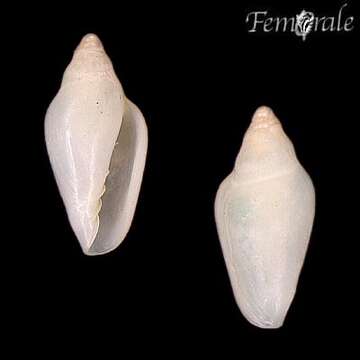 Image of Marginella keyteri