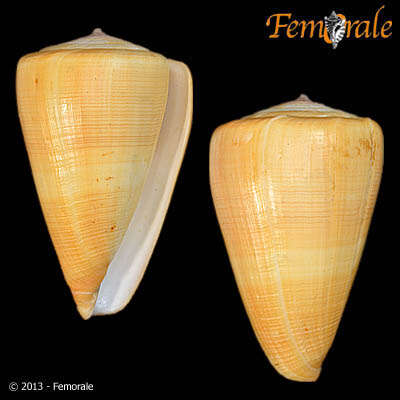 Image of cone snails