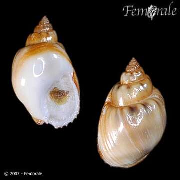 Image of nassa mud snails