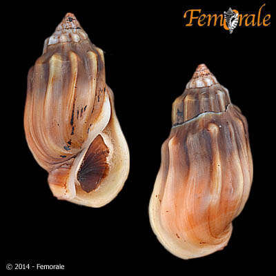 Image of Melanopsidae