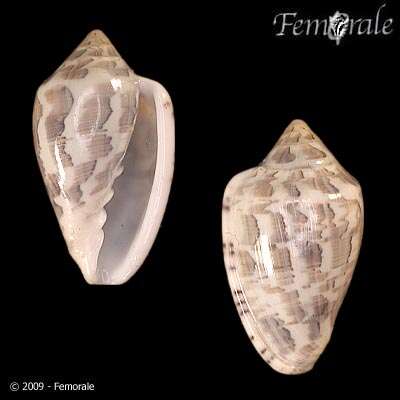 Image of Marginella Lamarck 1799