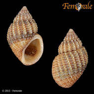 Image of Paludomidae