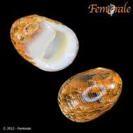 Image of polished nerite