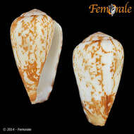 صورة Conus alexandrinus Kaicher 1977