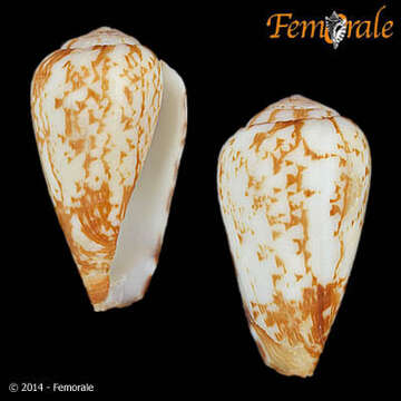 صورة Conus alexandrinus Kaicher 1977