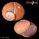 Imagem de <i>Polymita venusta rubiginosa</i> Torre