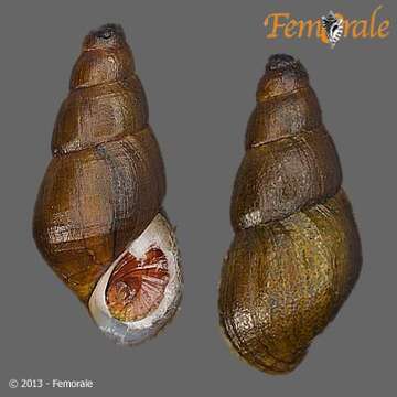 Image of unclassified Gastropoda