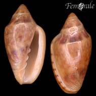 Image de Marginella Lamarck 1799