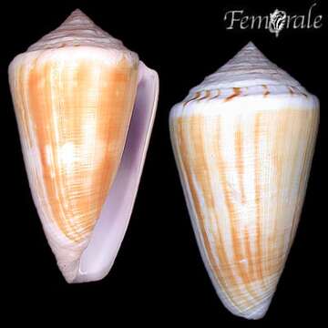 Image of cone snails