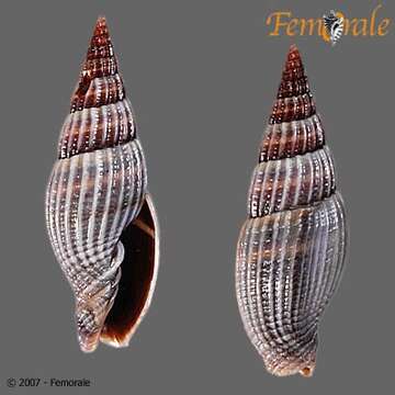 Image of Turbinelloidea Rafinesque 1815