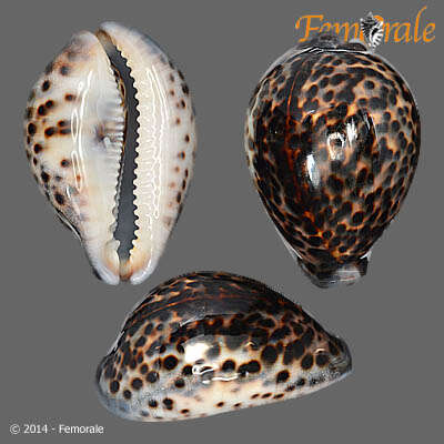 Image of cowrie