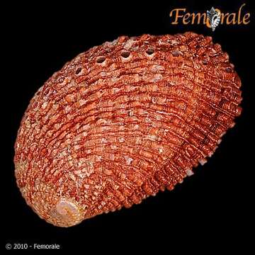 Image of Haliotoidea Rafinesque 1815