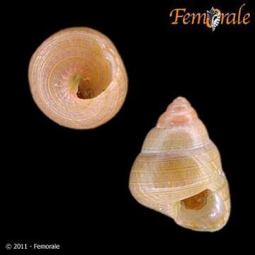 Image de Trochidae Rafinesque 1815