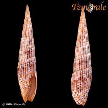 Image of Turbinelloidea Rafinesque 1815