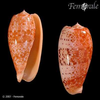 Image de Conus Linnaeus 1758