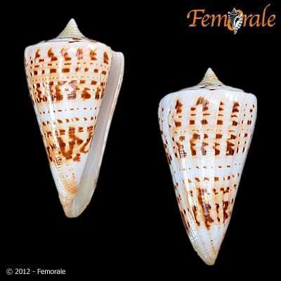 Image of cone snails