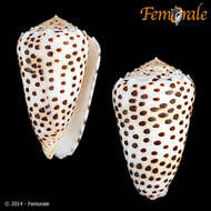 Image of cone snails