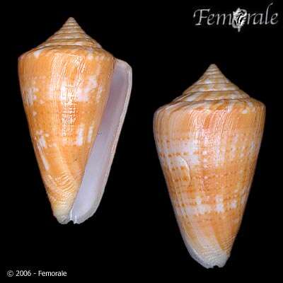 Image of Conus xanthocinctus Petuch 1986