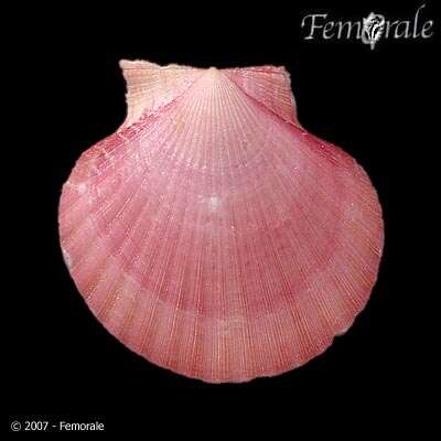 Image of Aequipecten P. Fischer 1886