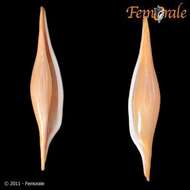 Image of Spindle Cowries