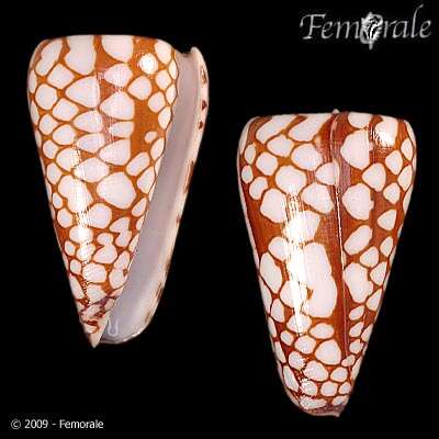 Image of Conus marchionatus Hinds 1843