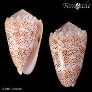 صورة Puncticulis