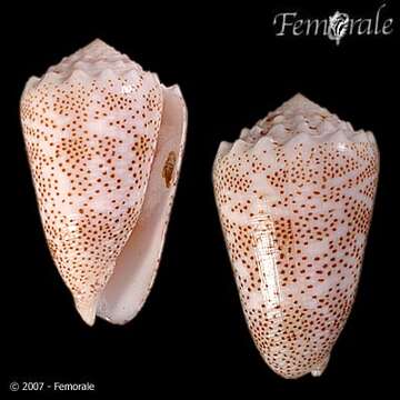 صورة Conus arenatus Hwass ex Bruguière 1792